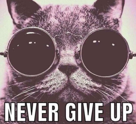 Never give up cat
